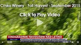 video-holder-crnko-harvest-sept-2015-270