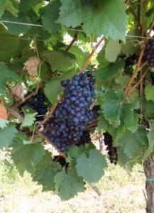 Vinakoper-winemaker-pic3-sept-2015-270